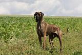 DOGUE ALLEMAND 370